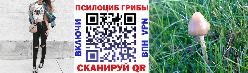 Псилоцибиновые грибы Psilocybe Черняховск